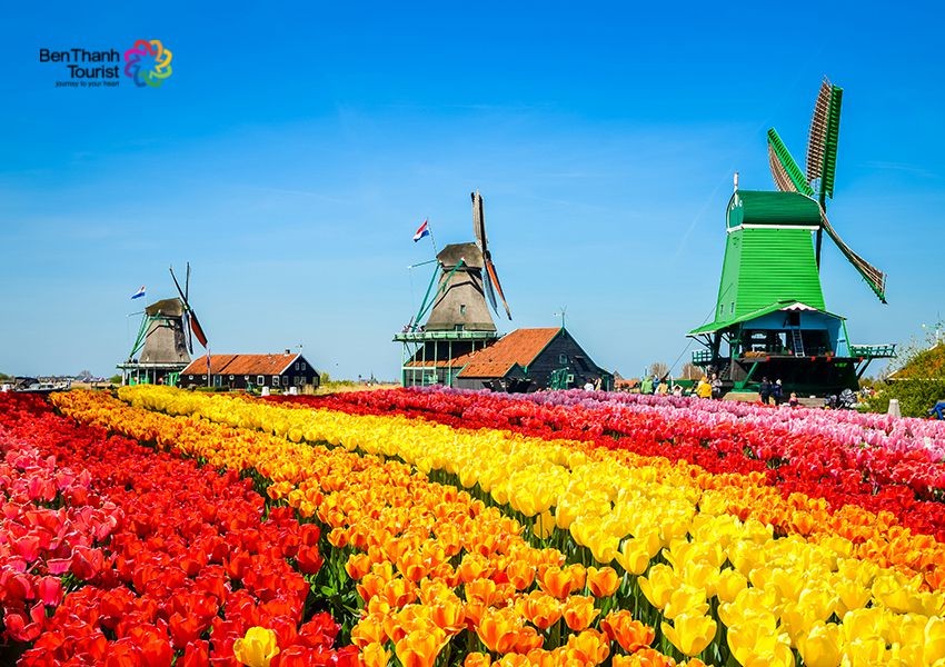 Du Lịch Châu Âu: Thưởng Ngoạn Châu Âu Mùa Xuân - Lễ Hội Hoa Tulip - Đức - Hà Lan - Bỉ - Pháp